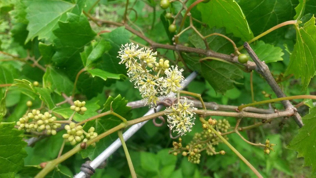 Southland Black Muscadine Vine